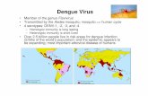 Dengue Virus - International Society of Blood Transfusion · Dengue Virus • Member of the genus Flavivirus ... – Dengue hemorrhagic fever – Dengue shock syndrome – 25,000