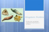 PowerPoint Presentation - Kingdom: Protista Protista... · All protozoa digest their food in stomach-like compartments called vacuoles . As they chow down, they