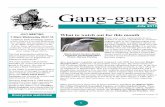 Gang-gang - canberrabirds.org.aucanberrabirds.org.au/wp-content/uploads/2012/07/GangGang/... · Gang-gang July 2010 1 Gang-gang July 2010 Newsletter of the Canberra Ornithologists