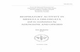 RESPIRATORY ACTIVITY IN MEDULLA OBLONGATA and its ... · obligatory conditions. One is the integrity of the medulla oblongata and its nervous output. The second is the circulation