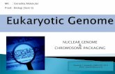 NUCLEAR GENOME CHROMOSOME PACKAGINGstaffnew.uny.ac.id/upload/197810222010122001/pendidikan/1... · Digunakan untuk menyusun karyotipe (susunan semua kromosom di dalam nukleus suatu