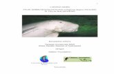 STUDI KEBERADAAN DUYUNG (Dugong dugon MULLER) DI TELUK ... Duyung 2003-2.pdfbulan April 2004 berlokasi di Teluk Balikpapan dan sekitarnya. Tujuan dari penelitian ini pada dasarnya