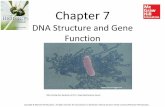 Chapter 7 · What is DNA? Section 7.1 DNA stored information for protein production. DNA (genotype) RNA Protein (phenotype)