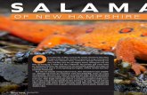 SALAMANDERS - wildlife.state.nh.us · der, a blue-spotted salamander or a Jefferson/blue-spotted hybrid. The rarest salamander in the state is the marbled salamander, which is listed