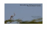 Birding Myanmar (M. Grundsten, Sweden) - CloudBirders · Birding Myanmar (M. Grundsten, Sweden) 2012 ... lunch from Bagan (bananas, eggs ... Otherwise we took no other precautions