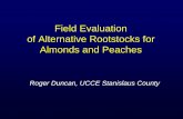 Field Evaluation of Almond Rootstockscestanislaus.ucdavis.edu/files/111508.pdf · Field Evaluation of Alternative Rootstocks for Almonds and Peaches Roger Duncan, UCCE Stanislaus