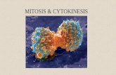 MITOSIS & CYTOKINESIS fileA genome –Is the complete set of an organism’s genes –Is located mainly on DNA in the cell’s nucleus •NAMES FOR DNA in different parts of the Cell