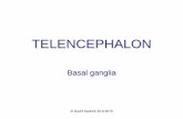 TELENCEPHALON - Univerzita Karlovaanatomie.lf3.cuni.cz/centralni_prezentace/cns_bazalni_ganglia_eng.pdf · Telencephalon = Cerebrum • Middle part (= telencephalon medium) –Rostral