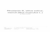 mencit (Mus musculus L.) Rhodamin B, siklus estrus, · Rhodamin B, siklus estrus, mencit (Mus musculus L.) by Wayan Sudatri FILE TIME SUBMITTED 22-MAY-2016 11:29AM SUBMISSION ID 676941607