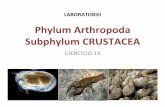 Phylum Arthropoda Subphylum CRUSTACEAzoology-uprrp.weebly.com/uploads/6/6/8/0/6680387/crustacea.pdf · Phylum Arthropoda Arthropods with tardigrades and onychophores belong to the