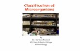 Classification of Microorganisms 1/pdf micro... · • Eubacteria, archaebacteria, cyanobacteria Has now been reassigned to two Kingdoms: Bacteria and Archaea. Kingdom Bacteria •