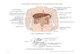 ANATOMIC DRAWINGS OF THE DIGESTIVE … 1/3 Lower1/3 (distal) Lower thoracic esophagus CROSS SECTION OF ESOPHAGUS Muscularis Mucosa Submucosa Circular Muscle Longitudinal Muscle Adventitia