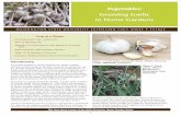 Growing Garlic in Home Gardens - Washington …cru.cahe.wsu.edu/CEPublications/FS162E/FS162E.pdf1 Vegetables: Growing Garlic in Home Gardens WASHINGTON STATE UNIVERSITY EXTENSION FACT