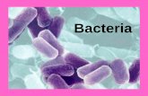 Bacteria - Poudre School District · Eubacteria. Archaebacteria. Prokaryotes. A. Prokaryotes = 1. Kingdom Eubacteria ... B. 3.5 billion years ago C. FIRST LIFE FORMS . C. FIRST LIFE