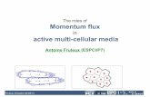 The roles of Momentum flux - fruleux/Dresde.pdf · The roles of Momentum flux in active multi-cellular media Antoine Fruleux (ESPCI/P7) ... Roles of Momentum Fluxes at Different Scales