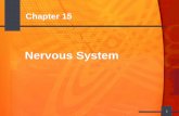 Objectives - Nervous System - KDMassey.orgkdmassey.org/student/Medical Terminology/Nervous System.pdf · Central Nervous System Brain: major portion of the central nervous system