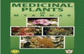 Medicinal Plants Of Myanmar - dtm.gov.mm · inside cover medicinal plants of myanmar compiled by ministry of health department of tradit ional medicine