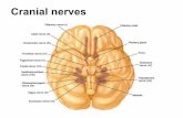 Cranial nerves - medsyllabus.org fileIII Oculomotorius Oculomotor n.motorius n.Iacubovich n.Perl /colliculi sup. of the midbrain/ Fossa interpeduncula ris Fissura orbitalis superior-----