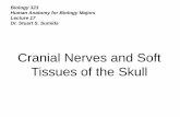 Cranial Nerves and Soft Tissues of the .Cranial Nerves and Soft Tissues of the Skull. ... The Nervus