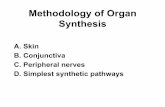 Methodology of Organ Synthesis - dspace.mit.edu fileMethodology of Organ Synthesis A. Skin B. Conjunctiva C. Peripheral nerves D. Simplest synthetic pathways