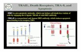TRAIL, Death Receptors, TRA-8, and Apoptosis file•DR5 is a pro-apoptotic molecule, which can induce cell death in a variety of cells by engaging the it ligand, TRAIL or anti-DR5