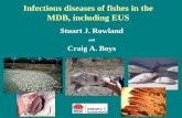Infectious diseases of fishes in the MDB, including EUSfinterest.com.au/wp-content/uploads/2013/09/Stuart... · 2018-03-21 · Infectious diseases of fishes in the MDB, including