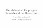 The abdominal Esophagus, Stomach and the …oluwadiya.com/Documents/Anatomy/Abdomen/4 The stomach and...4th or ascending duodenum •Posteriorly to the left sympathetic trunk, the