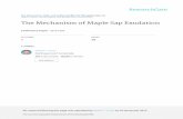 The Mechanism of Maple Sap Exudation · The literature regarding the mechanism of maple sap exudation in Acer saccharum (sugar maple) is reviewed. After a review of the literature