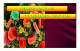 HISTOLOGY OFHISTOLOGY OF LYMPHOID …ocw.usu.ac.id/...and-immunology-system/...histology_of_limphoid_organs.pdf · –ItI StInnate Immune System Ænon spesific (lt ... lymphatic vessels