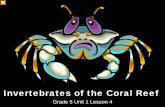 Invertebrates of the Coral Reef - NOAA Office for … Reef Invertebrates Cnidaria Porifera Platyhelminthes and Nemertina Annelida Mollusca Echinodermata Arthropoda The words on the