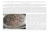 Growing fungal fruit bodies for microscopic examination, part 1 · Growing fungal fruit bodies for microscopic examination, part 1 By Veselin Andreev I’ve read some articles about