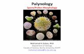 Palynology - Bu · The branch of science concerned with the study of fossil and living palynomorphs The term Palynology was coined by Hyde and Williams (1944) What is Palynology?