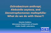 Ochrobactrum anthropi, Klebsiella oxytoca, and - APHL · Ochrobactrum anthropi, Klebsiella oxytoca, and Stenotrophomonas maltophilia: What do we do with these?! Ginette Dobbins Minnesota