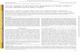 Human Antigen R Binding and Regulation of SOX2 mRNA inmolpharm.aspetjournals.org/content/molpharm/89/2/243.full.pdf · human antigen R (HuR) RNA-binding protein to tumor necrosis