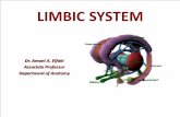 LIMBIC SYSTEM L88 LIMBIC... · 2019-01-21 · Definition •Now it is recognized, as the result of research, that the limbic system is involved with many other structures beyond the