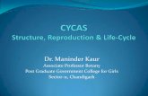 Dr. Maninder Kaur - Govt.college for girls sector 11 …cms.gcg11.ac.in/attachments/article/61/Cycas Structure...External Morphology Stem –Cycas plant shows tuberous stem when young,