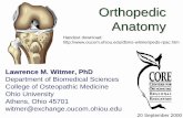 Orthopedic Anatomy - Ohio University · Orthopedic Anatomy Lawrence M. Witmer, PhD Department of Biomedical Sciences College of Osteopathic Medicine Ohio University Athens, Ohio 45701