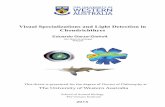 Visual Specializations and Light Detection in Chondrichthyes · Chondrichthyes (!! %, The visual ecology of representatives of the three groups of Chondrichthyes was analysed and