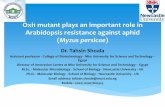Oxi1 mutant playsan important role in Arabidopsis ... · Oxi1 mutant plays an important role in Arabidopsis resistance against aphid (Myzus persicae) Dr. Tahsin Shoala Assistant professor