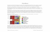 1-Porifera main chapter - Table of Animals · Systematicsand,Characteristicsof,Porifera,inHomeopathy:,, Poriferaare&the&earliest&known&animals,&and&thusfallwithinthefirstlayer&ofthe