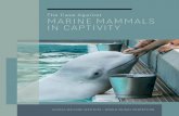 The Case Against MARINE MAMMALS IN CAPTIVITY and menopause continues to be low compared to the wild. The mortality data related to live captures are more straightforward—capture