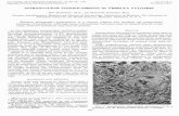 Intranuclear Tonofilaments In Verruca Vulgaris - CORE · Aug. 1976 sions as tonofibrils if they had studied the struc tures at a higher magnification as we did in this study. Intranuclear