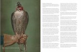 Portraits of famous falcons - Falconry Heritage · recognition of Falconry in the Netherlands as a national Intan- ... love at first sight and ever since he has dedicated himself