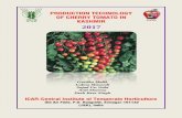 PRODUCTION TECHNOLOGY OF CHERRY TOMATO IN KASHMIR … tomato booklet.pdf · fatty acids, 119 mg omega-6 fatty acids, 1241 IU of vitamin A, 18.9 mg vitamin C, 22.3 mcg folic acid,
