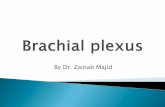 By Dr. Zainab Majid - karbala-medical-college-anatomy ...karbala-medical-college-anatomy.weebly.com/.../brachial_plexus_arm.pdf · Brachial plexus . 11 20 21 15 16 22 23 24 25 26