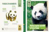 PANDAS IN NUMBERSassets.wwfcn.panda.org/downloads/working_together_with_wwf_to_protect_pandas.pdf · But while giant pandas living in artificial zoo environments are thriving, giant