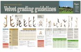 Velvet grading guidelines - New Zealand Grading Poster FINISHED.pdf · SUPER A SAP (Super A Premium) Excellent conformation. ... Taiwan Circumference Length Tynes TW > 13cm 12 - 25cm