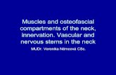 Muscles and osteofascial compartments of the neck ...anat.lf1.cuni.cz/souhrny/azubz_08.pdf · Muscles and osteofascial compartments of the neck, innervation. Vascular and nervous