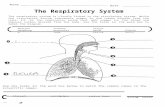 Use the terms in the word box below to match the … · Web viewUse the terms in the word box to label the diagram. pharynxdiaphragmtracheabronchial tubelarynxnasal cavity- pleu1amouth0.:...../-----