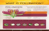 THE HONEY FILES: what is pollination? · THE HONEY FILES: what is pollination? POLLINATION is a very important part of the life cycle of plants. Bees move pollen between flowering